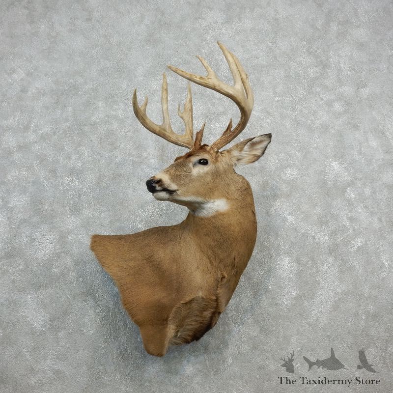 Whitetail Deer Shoulder Mount For Sale #18099 @ The Taxidermy Store