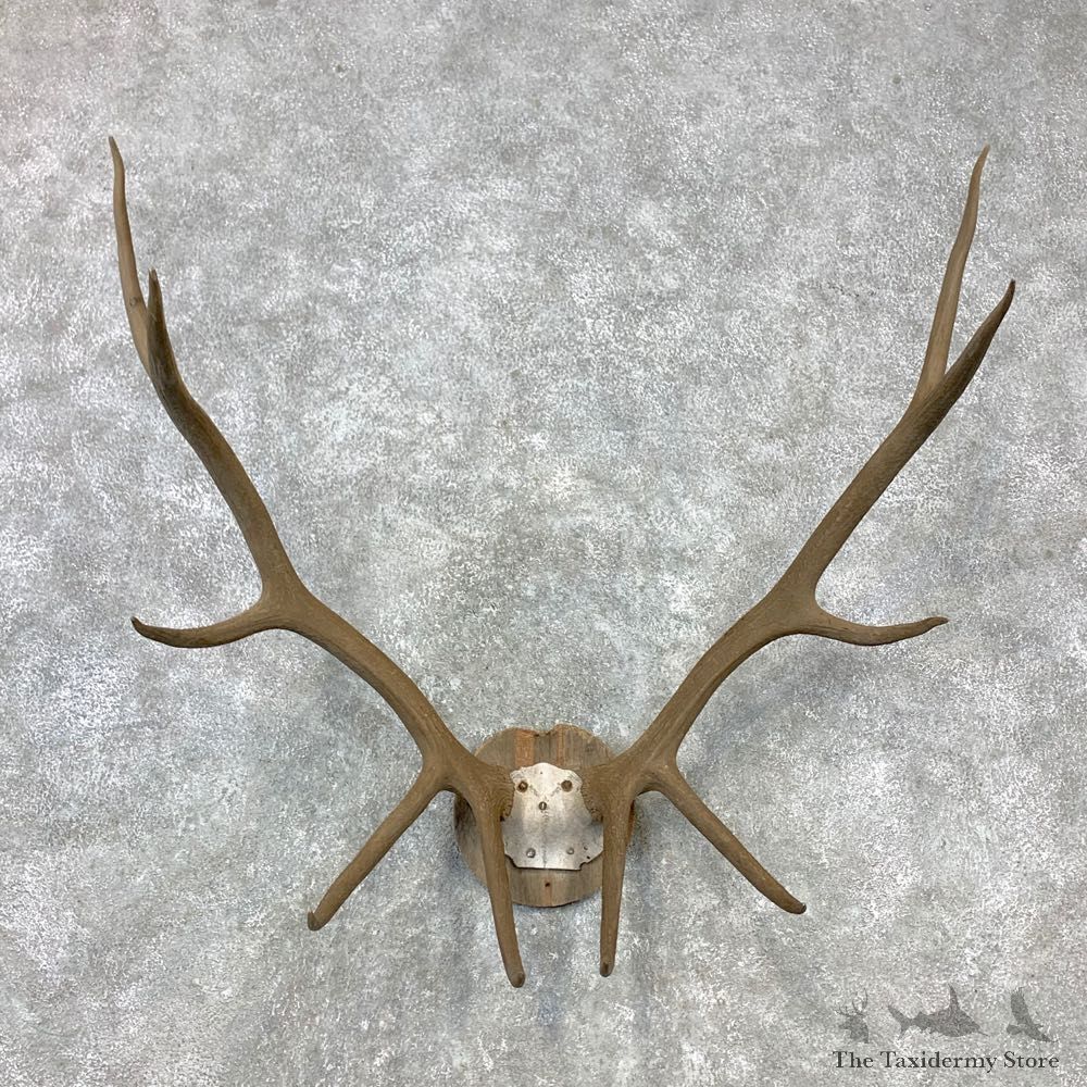 Rocky Mountain Elk Plaque Mount For Sale #23295 @ The Taxidermy Store