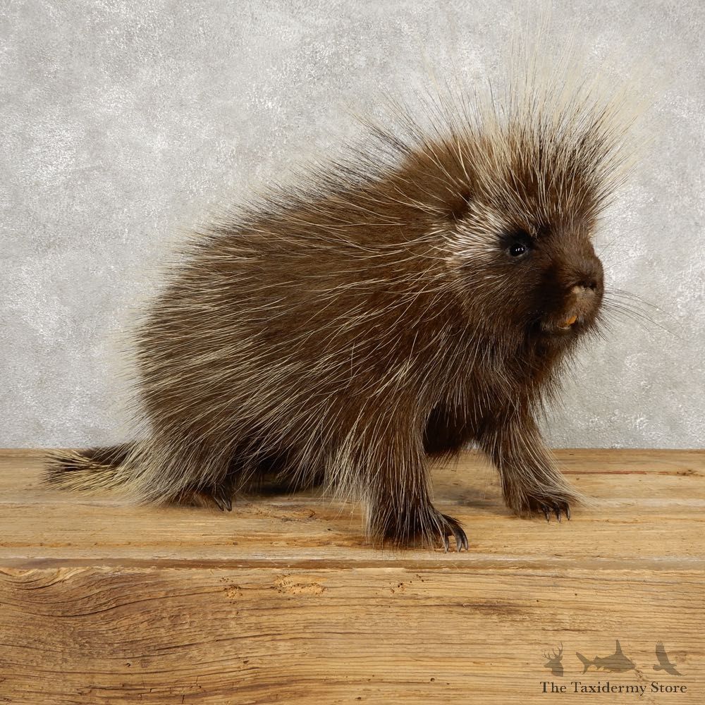 Porcupine Life-Size Mount For Sale #20390 @ The Taxidermy Store