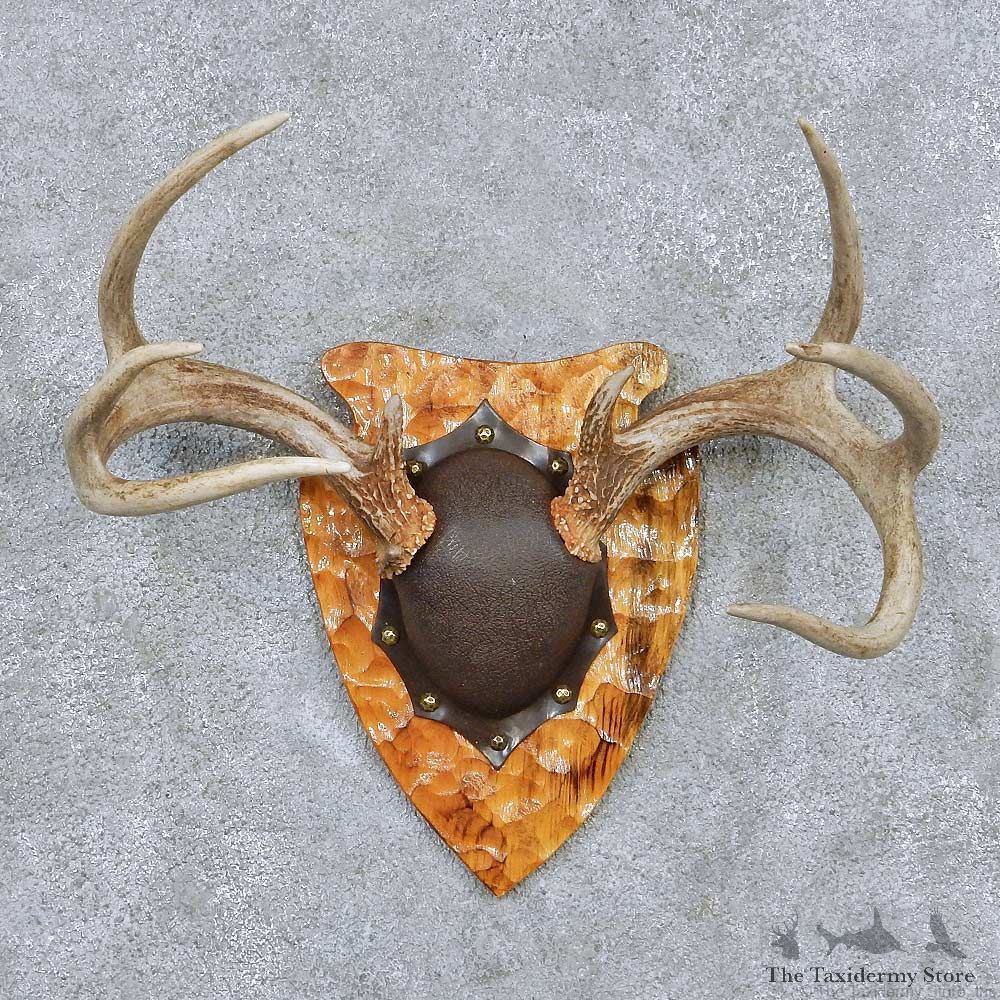Whitetail Deer Antler Plaque Taxidermy Mount #13843 For Sale @ The Taxidermy Store