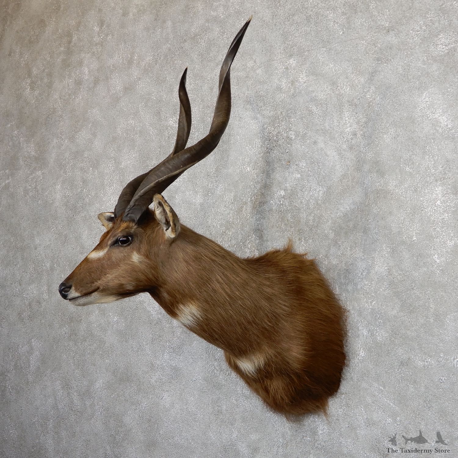 African Sitatunga Shoulder Mount #19632 For Sale @ The Taxidermy Store