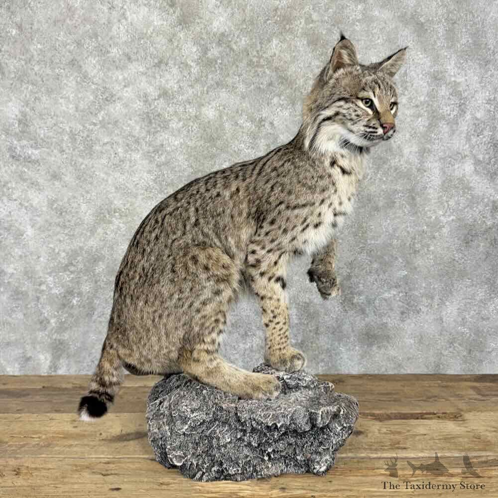 Bobcat Life Size Mount For Sale #31976 @ The Taxidermy Store