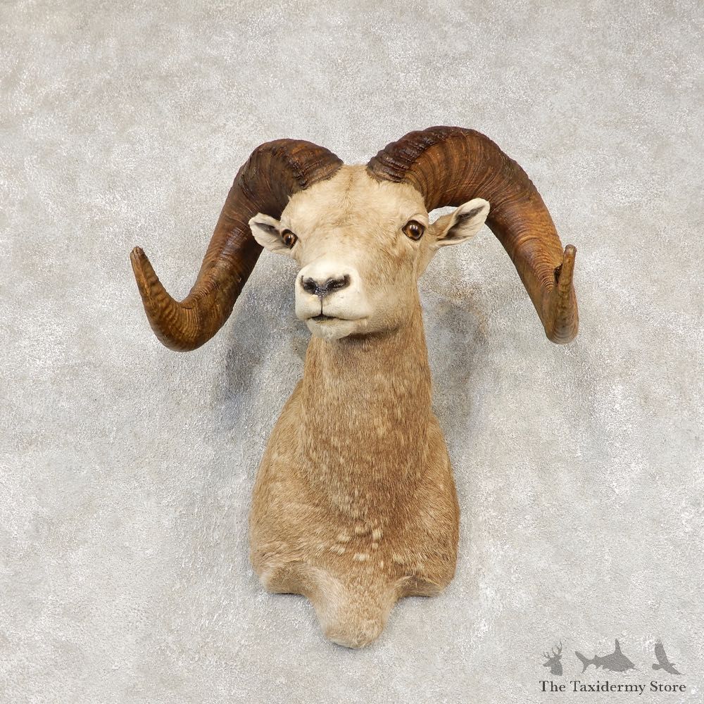 Bighorn Sheep Shoulder Mount For Sale #21433 @ The Taxidermy Store