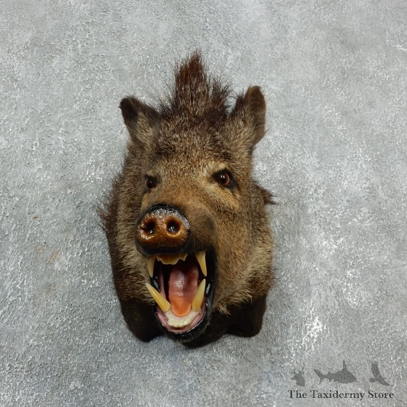 Peccary Taxidermy Mount For Sale #17922 @ The Taxidermy Store