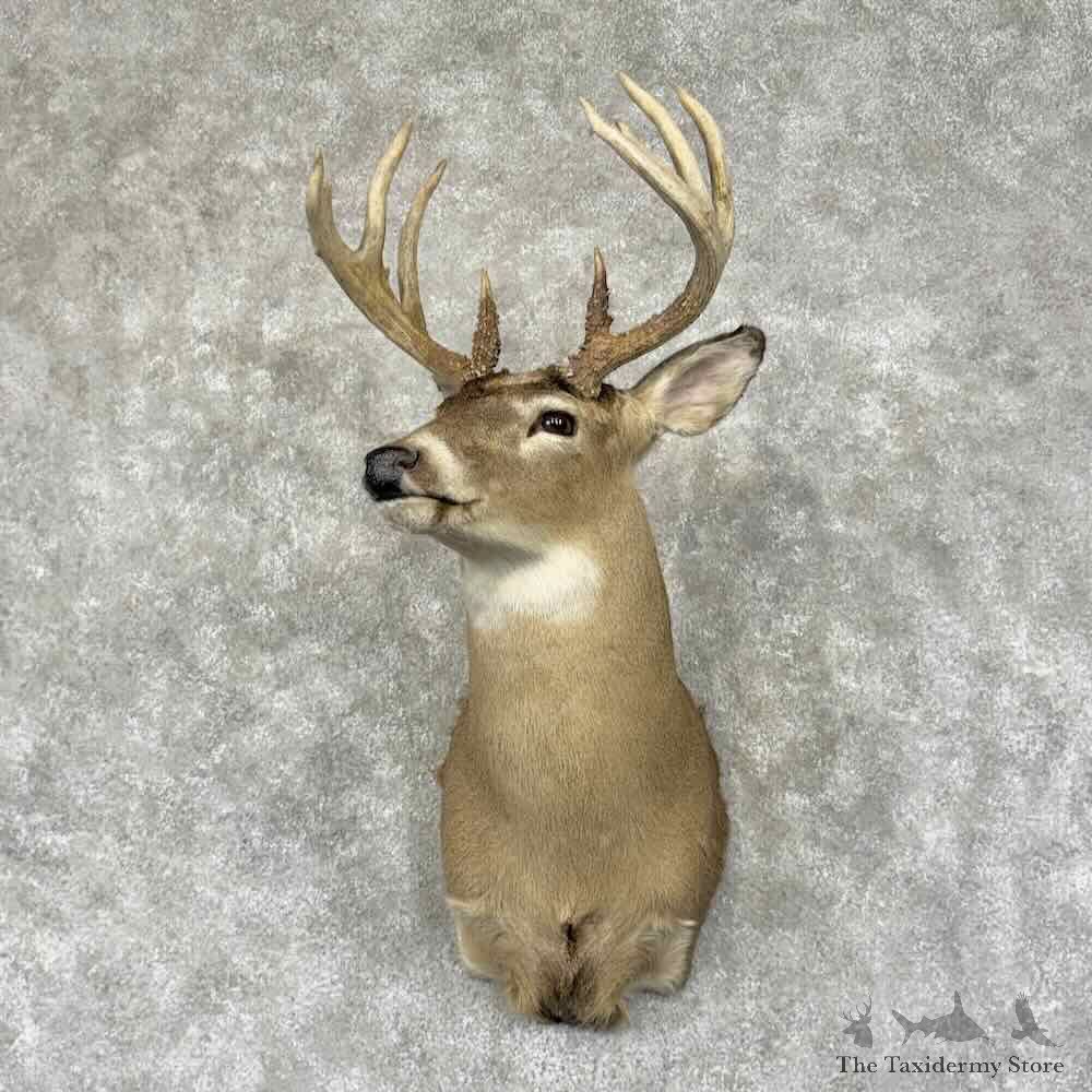 Whitetail Deer Shoulder Mount For Sale #31932 @ The Taxidermy Store