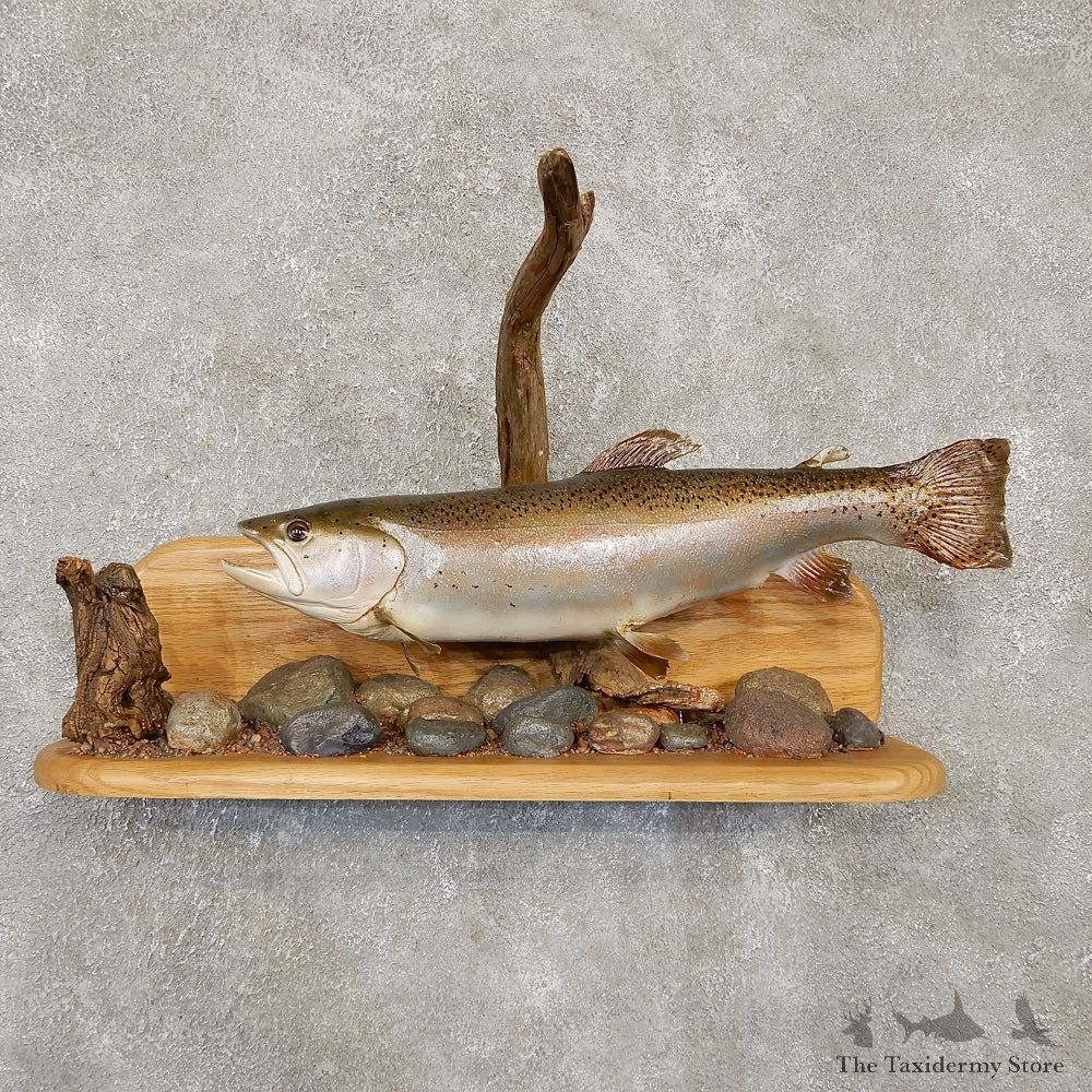 Rainbow Trout Fish Mount For Sale #20136 @ The Taxidermy Store