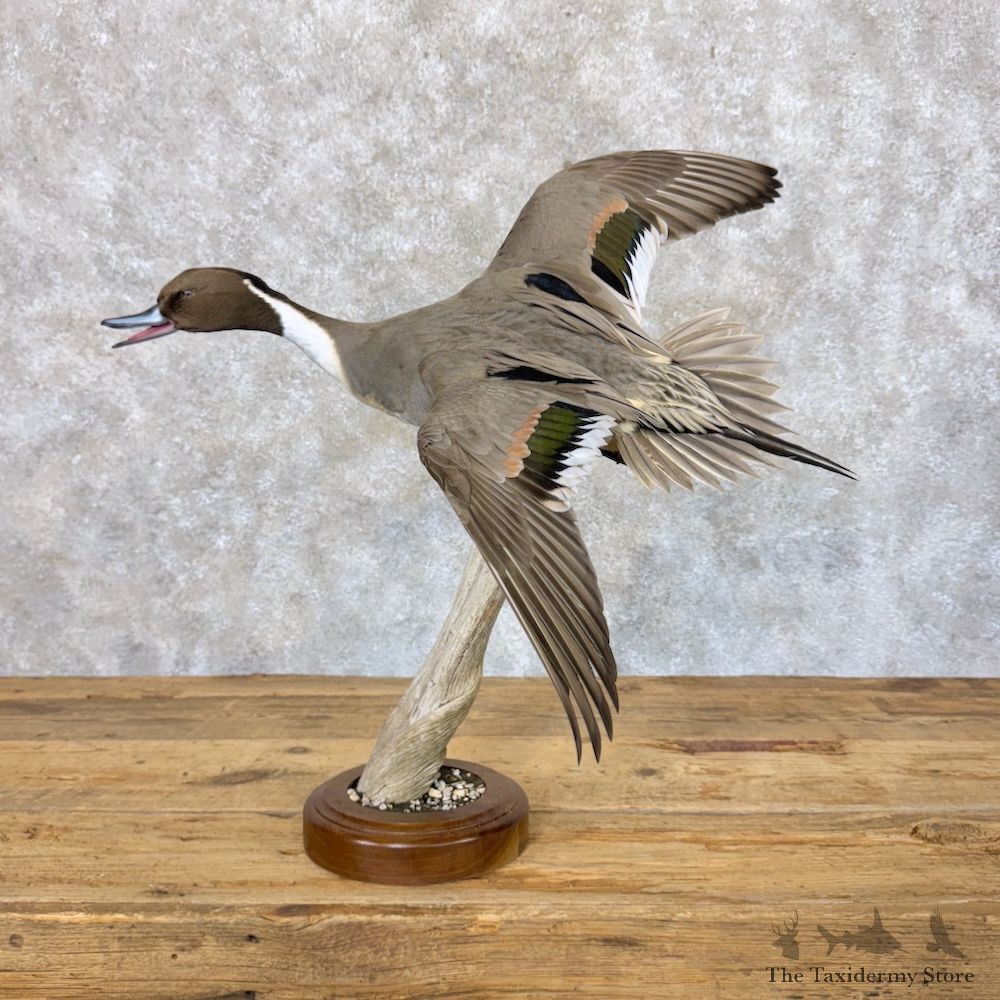 Pintail Duck Bird Mount For Sale #30053 @ The Taxidermy Store