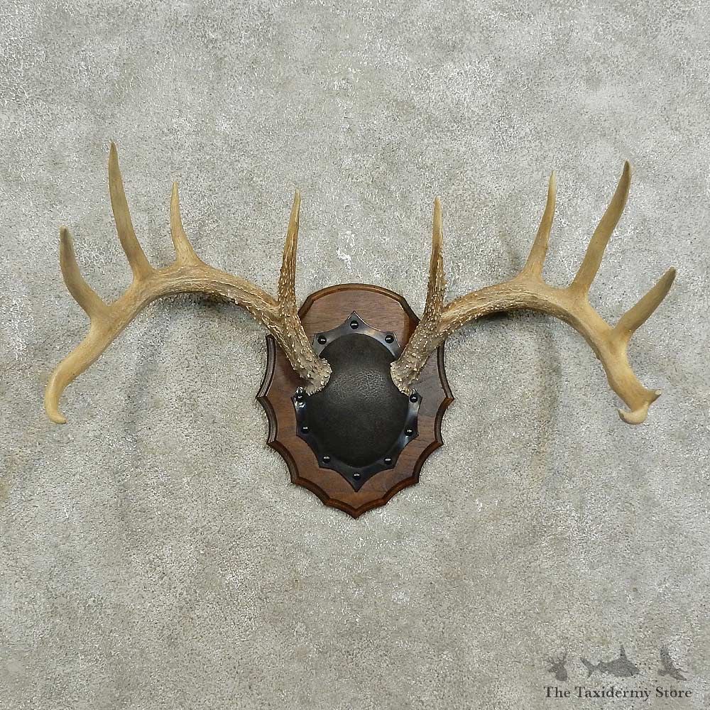 Whitetail Deer Antler Plaque For Sale #15907 @ The Taxidermy Store