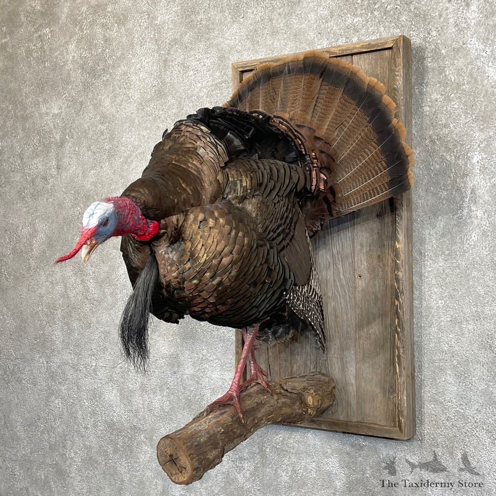Eastern Turkey Bird Mount For Sale #24526 @ The Taxidermy Store