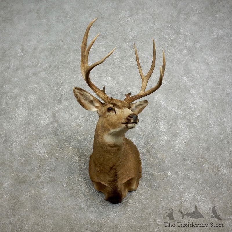 Mule Deer Shoulder Mount For Sale #17585 @ The Taxidermy Store