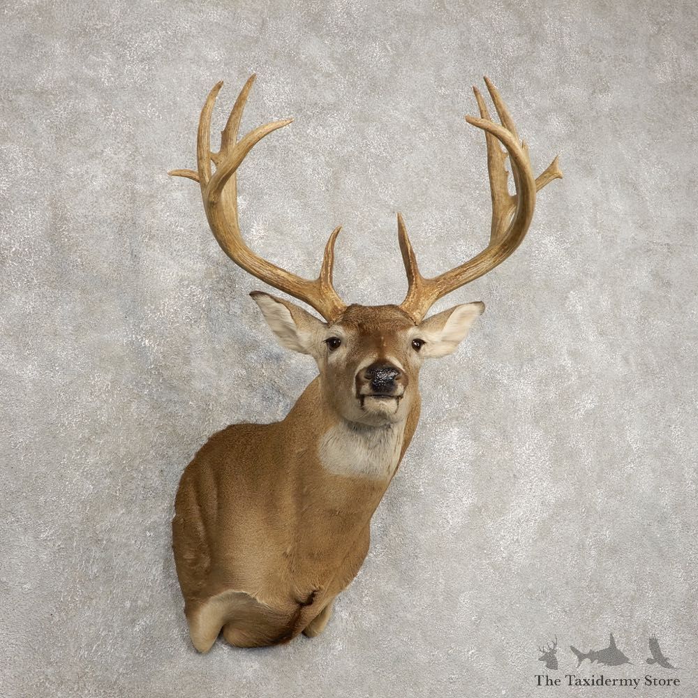 Whitetail Deer Shoulder Mount For Sale #20480 @ The Taxidermy Store