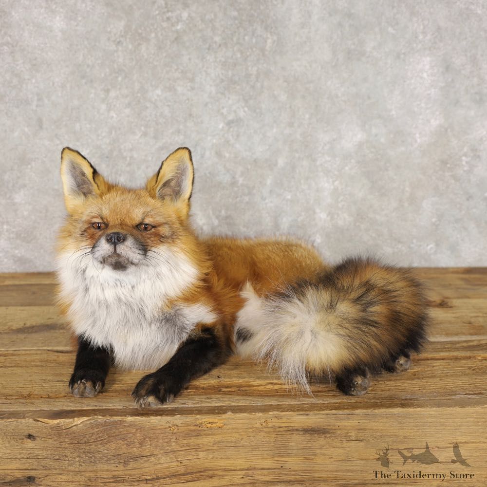 Red Fox Life-Size Mount For Sale #22594 @ The Taxidermy Store