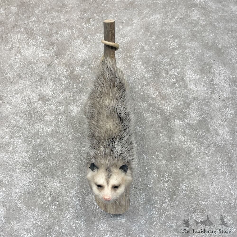 Wall Hanging Opossum Mount For Sale #28720 @ The Taxidermy Store