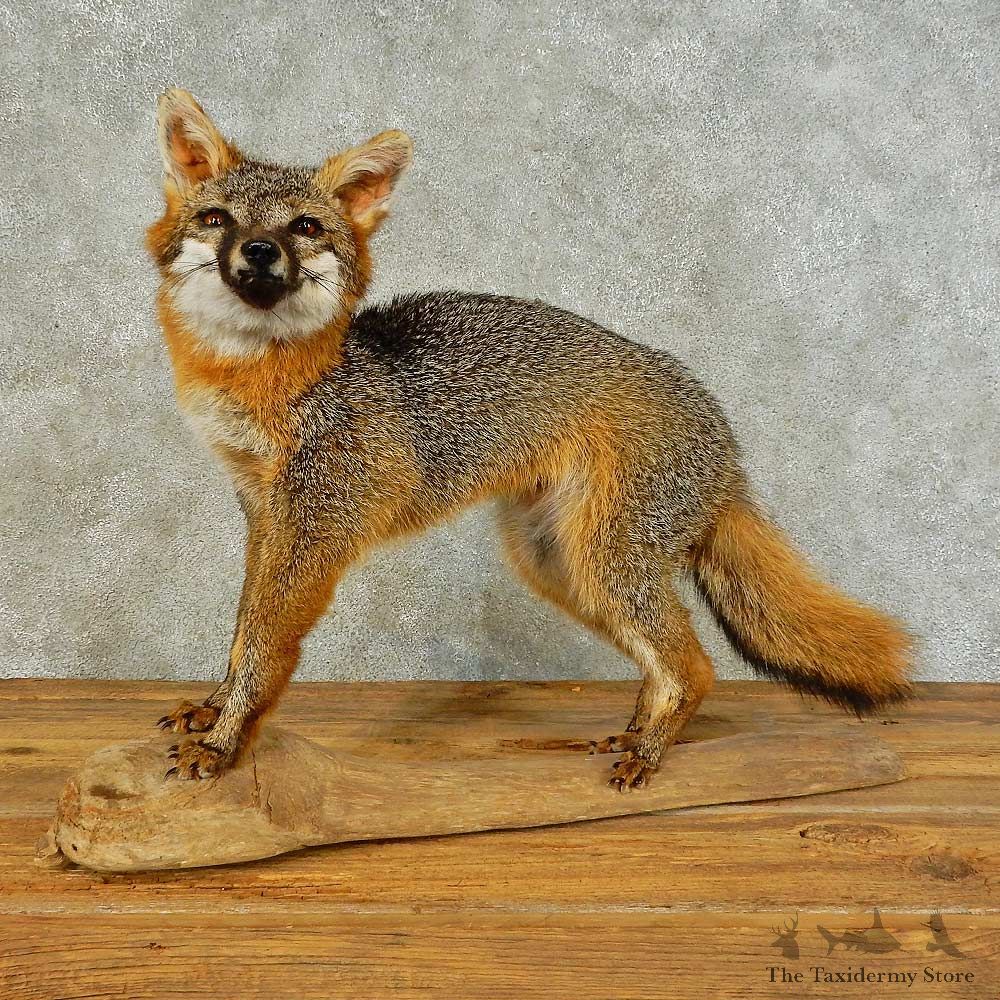 Gray Fox Life-Size Mount For Sale #16293 @ The Taxidermy Store