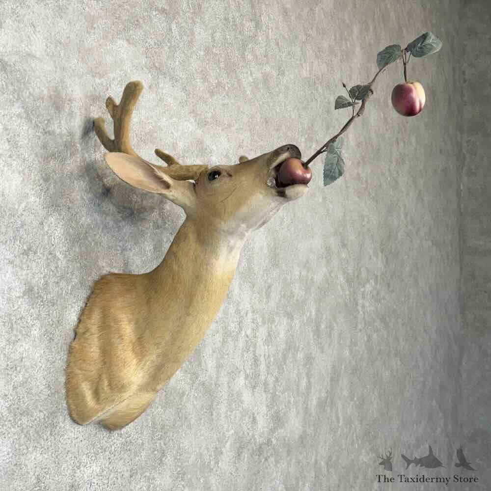 Whitetail Deer Shoulder Mount For Sale #30346 @ The Taxidermy Store