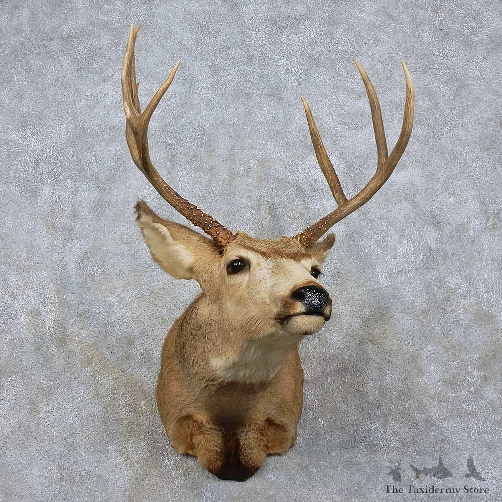 Mule Deer Shoulder Mount For Sale #15760 @ The Taxidermy Store