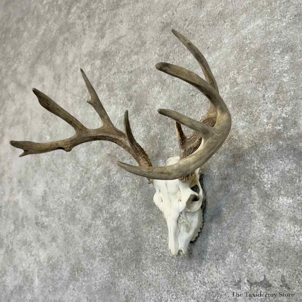 Whitetail Deer Skull European Mount For Sale #30529 @ The Taxidermy Store