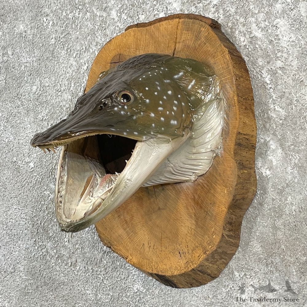 Northern Pike Head Mount For Sale #26154 @ The Taxidermy Store