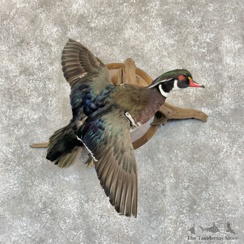 Wood Duck Bird Mount For Sale #28771 @ The Taxidermy Store