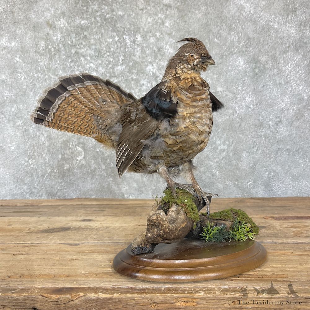 Ruffed Grouse Bird Mount For Sale #26353 @ The Taxidermy Store