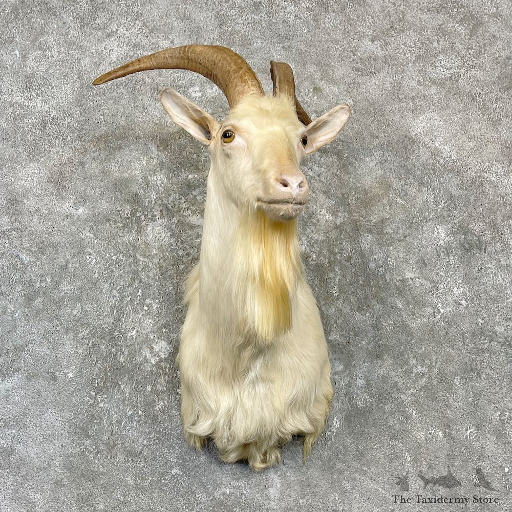 White Catalina Goat Shoulder Mount For Sale #27141 @ The Taxidermy Store