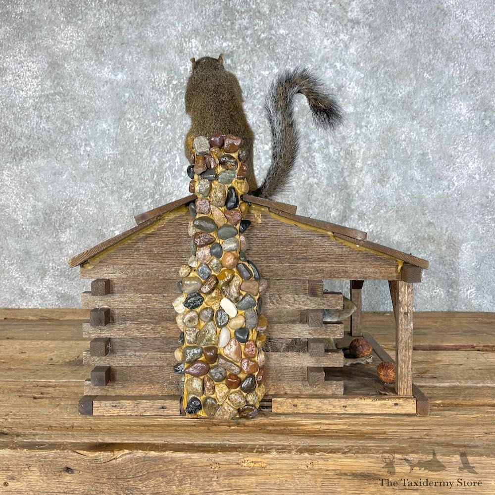 Squirrel Novelty Mount For Sale #25458 @ The Taxidermy Store
