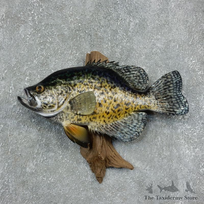 Black Crappie Taxidermy Fish Mount #17952 For Sale @ The Taxidermy Store