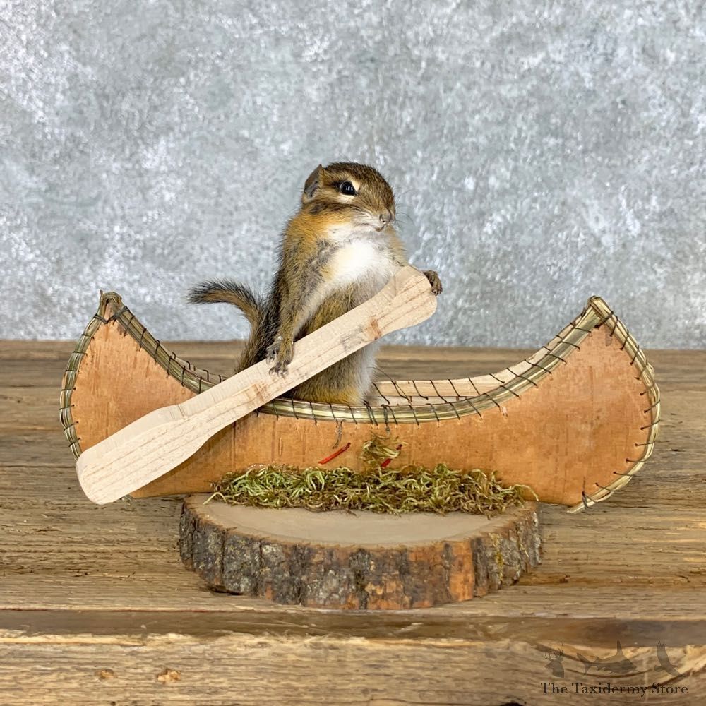 Canoe Chipmunk Novelty Mount For Sale #22609 @ The Taxidermy Store