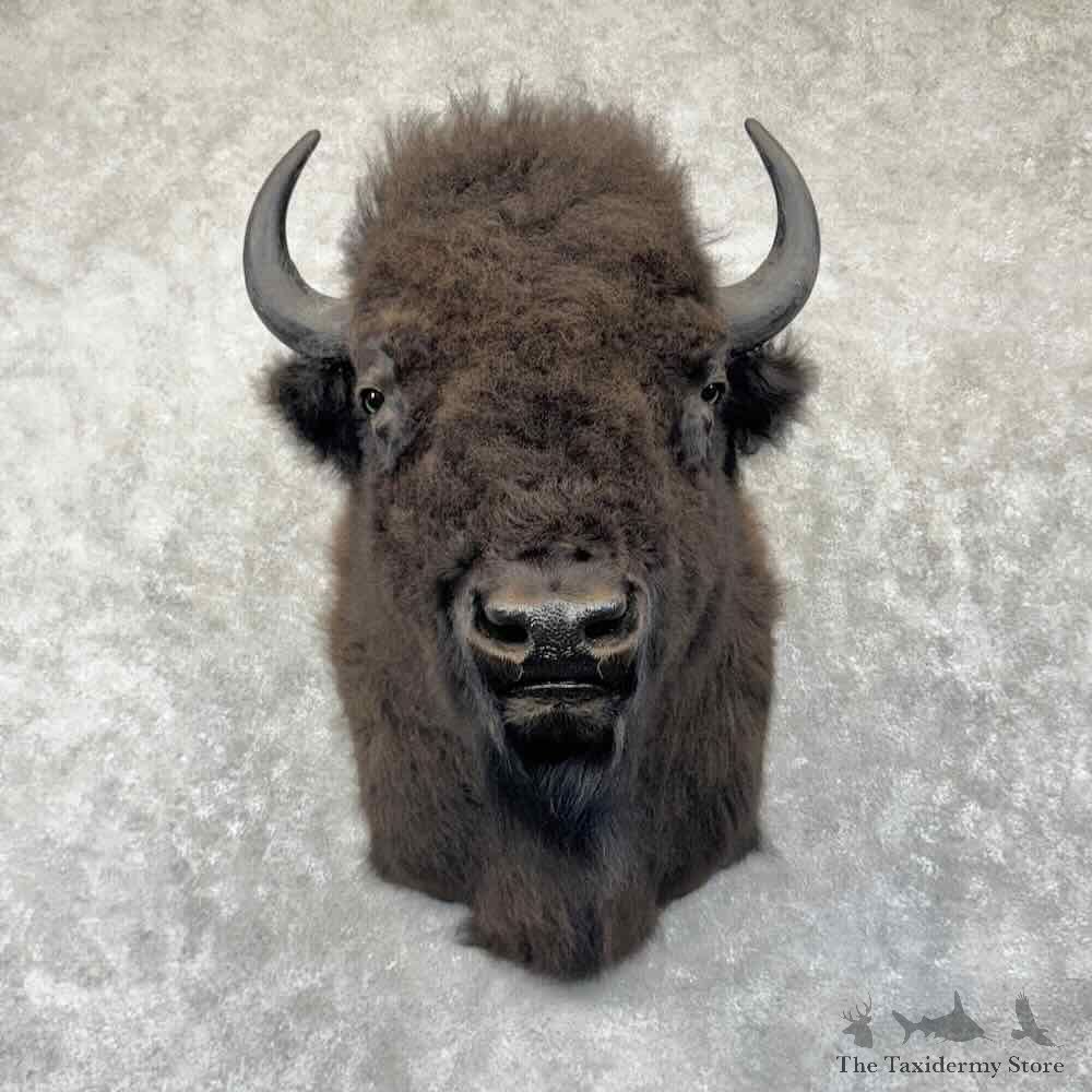 American Buffalo Bison Shoulder Mount For Sale #31848 @ The Taxidermy Store
