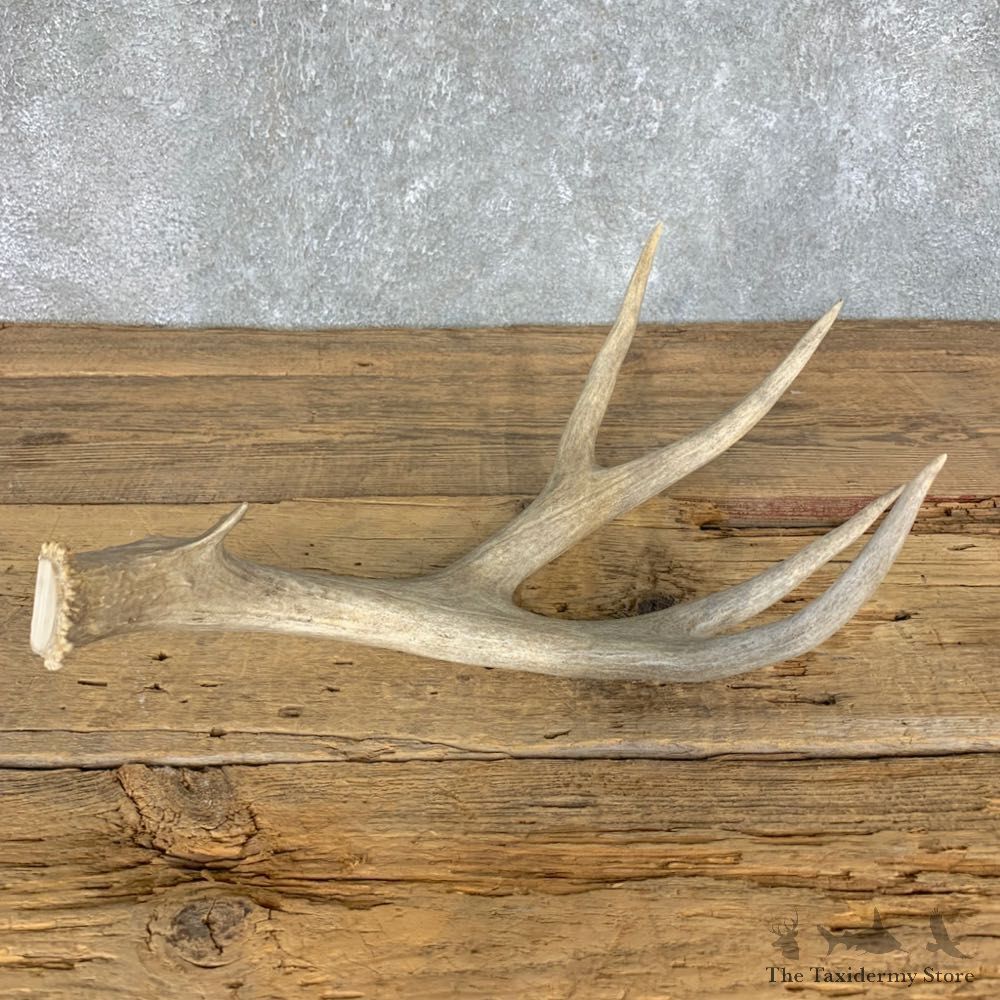 Mule Deer Antler Shed For Sale #21502 @ The Taxidermy Store