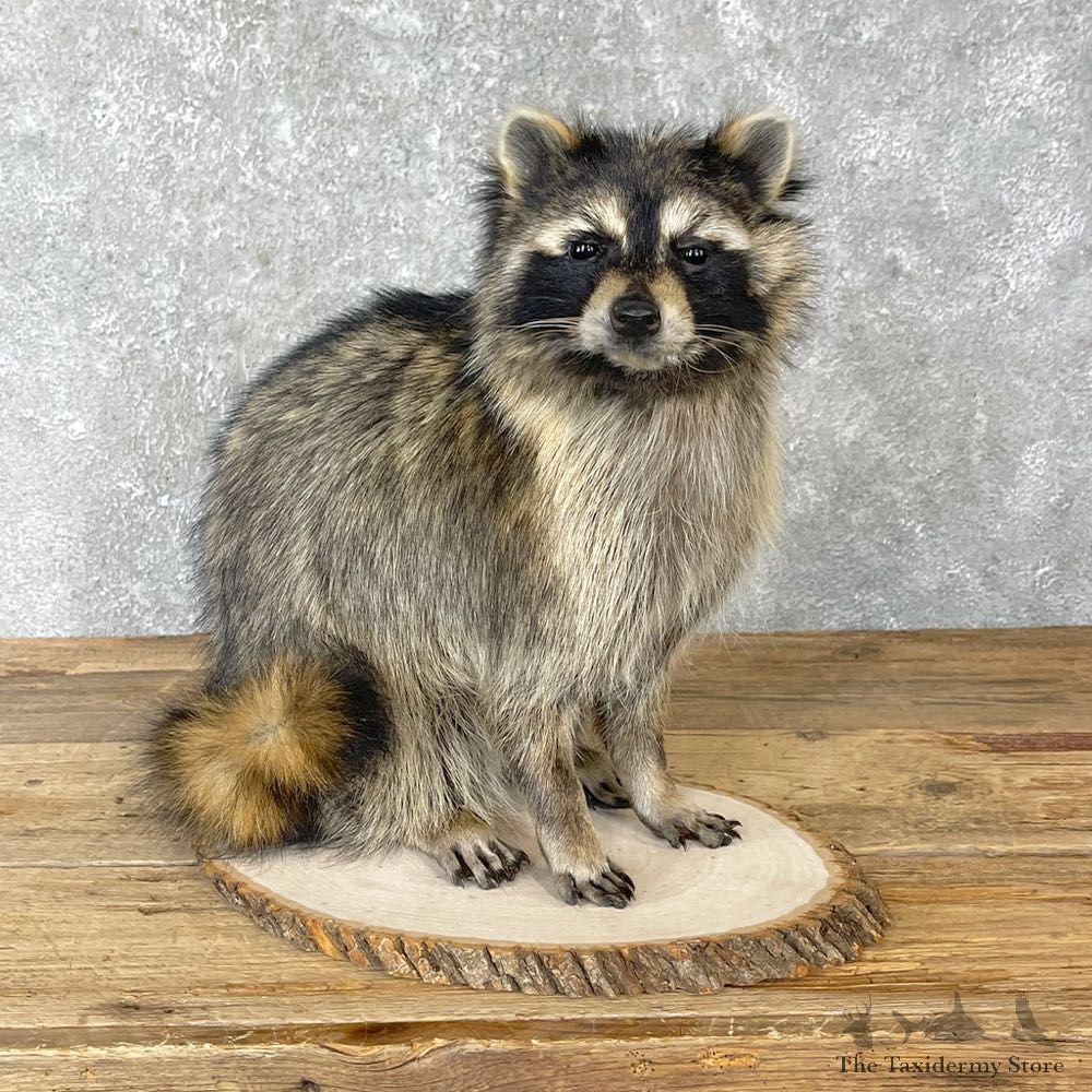Raccoon Life-Size Mount For Sale #24703 @ The Taxidermy Store