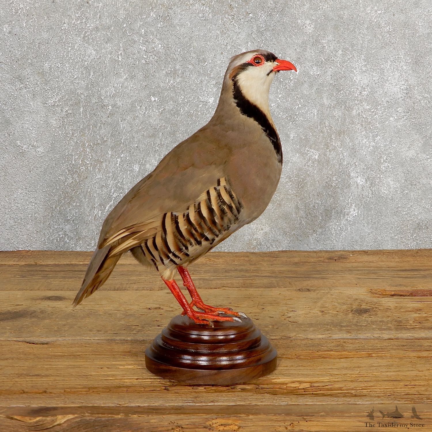 Chukar Taxidermy Mount For Sale #19767 @ The Taxidermy Store