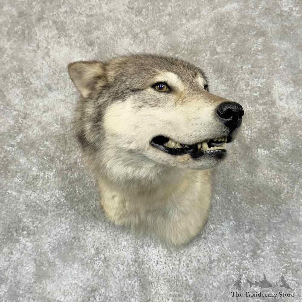 Alaskan Grey Wolf Shoulder Mount For Sale #30942 @ The Taxidermy Store