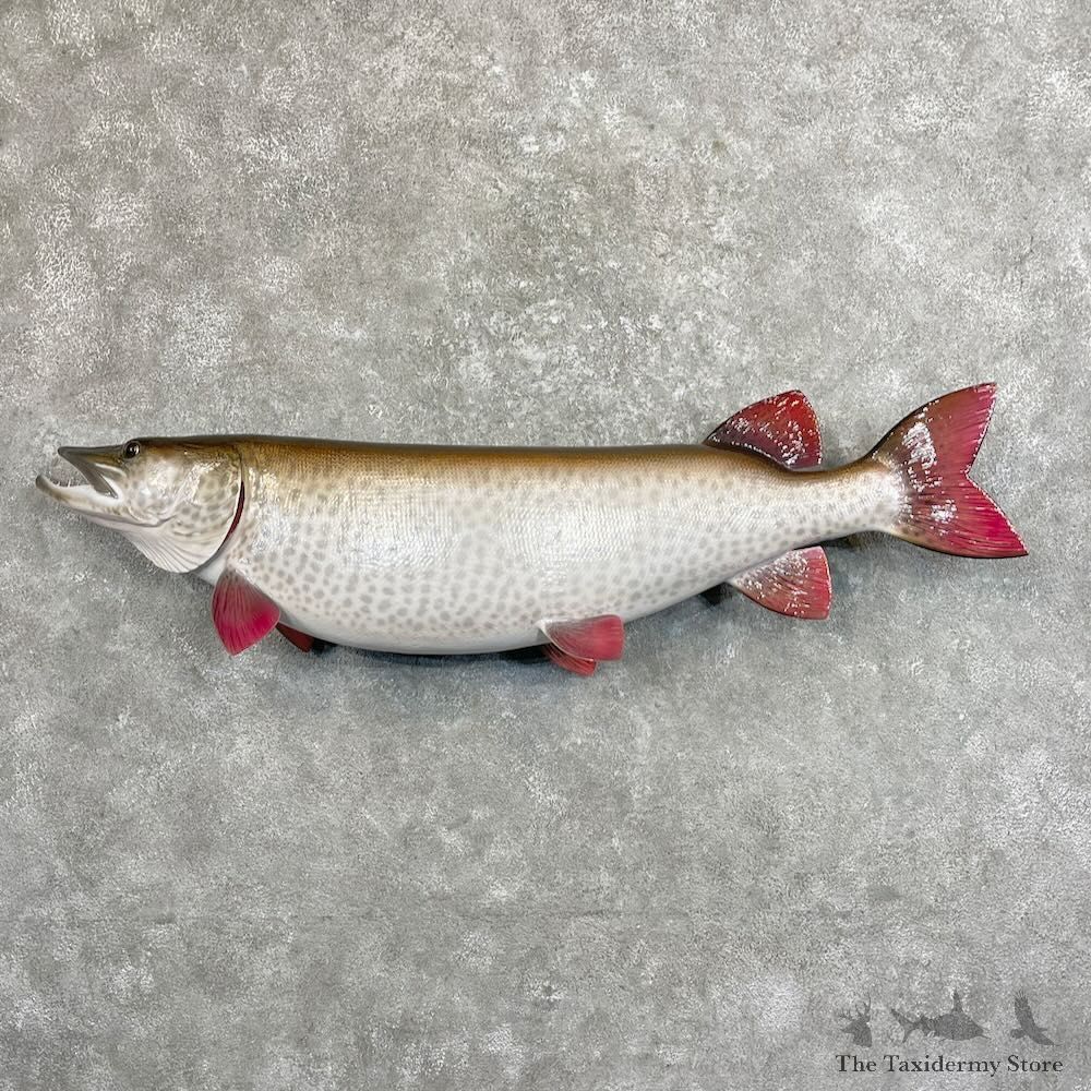 Reproduction Muskellunge Fish Mount For Sale #27531 @ The Taxidermy Store