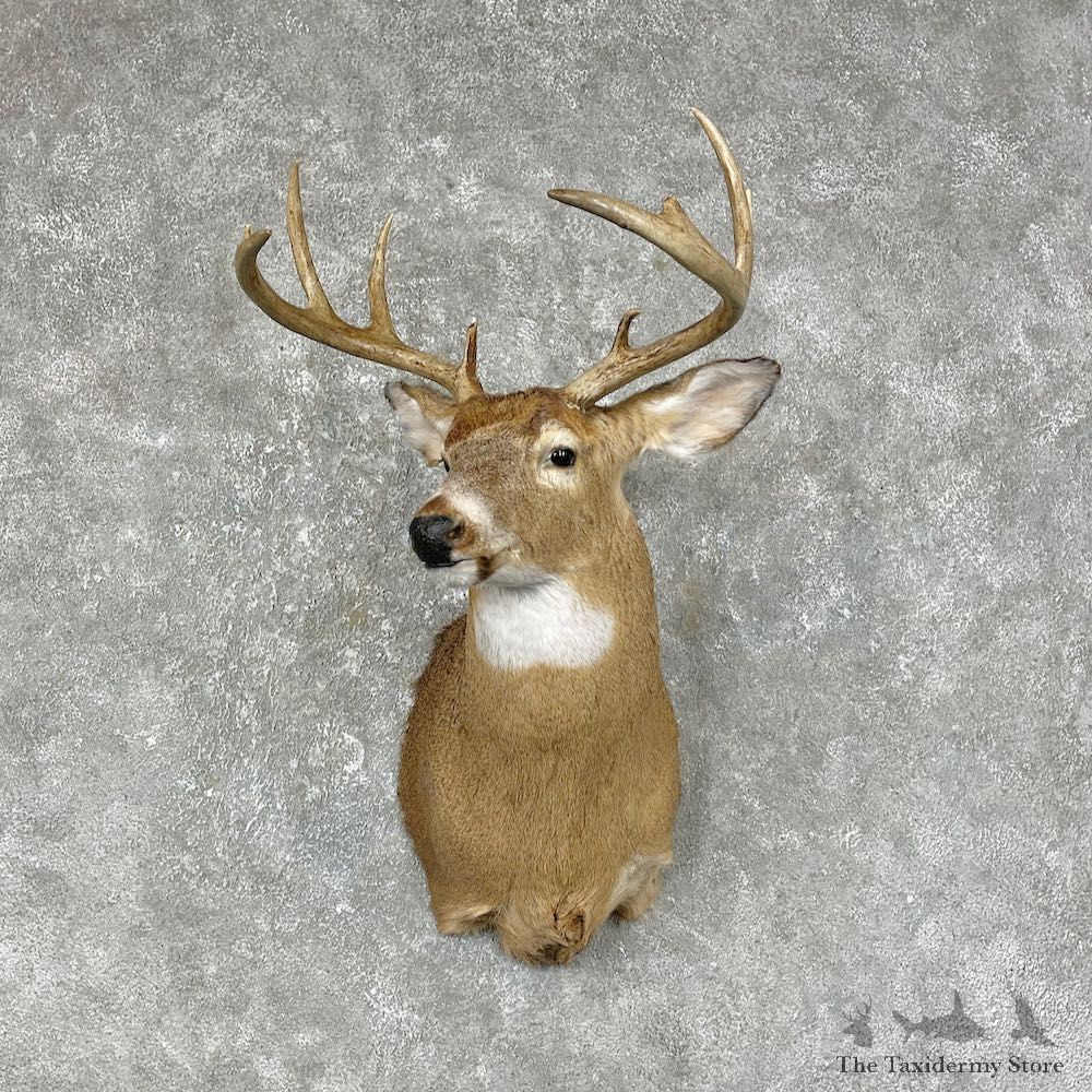 Whitetail Deer Shoulder Mount For Sale #25304 @ The Taxidermy Store
