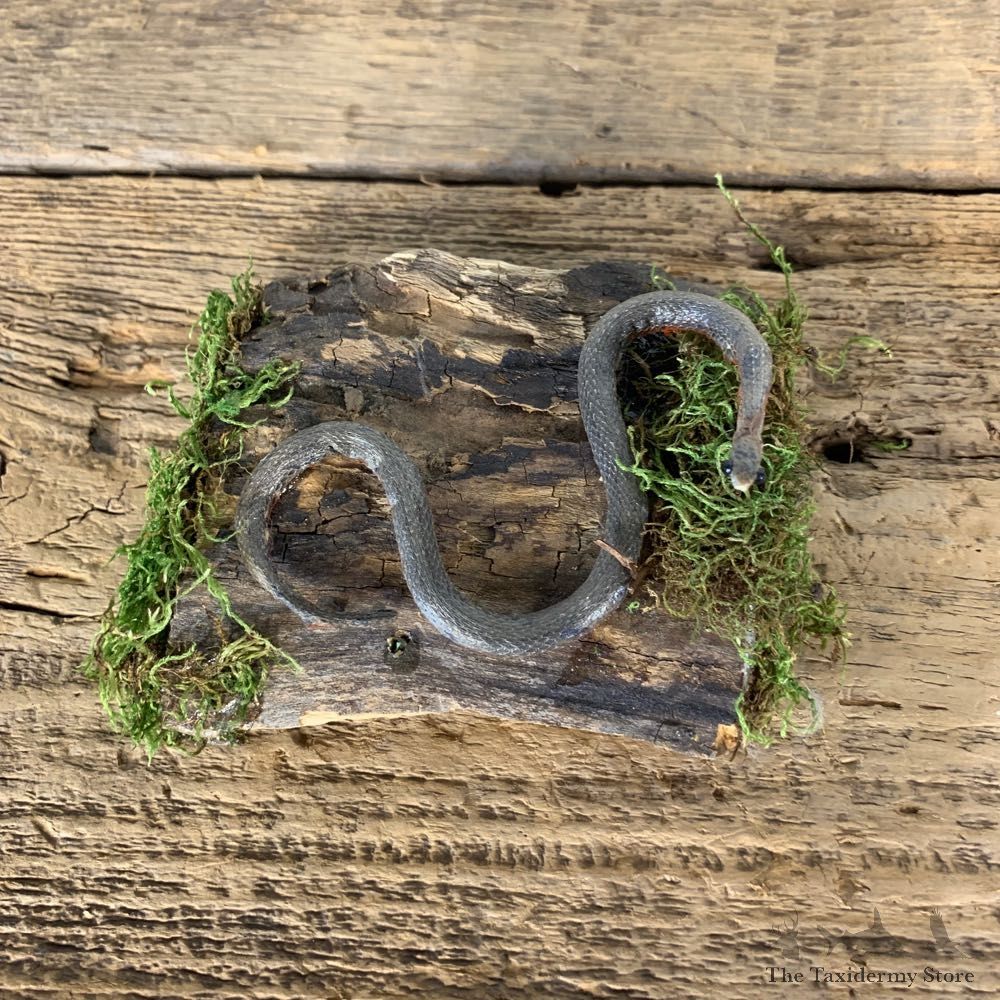 Red Belly Snake Taxidermy Mount For Sale #21545 @ The Taxidermy Store