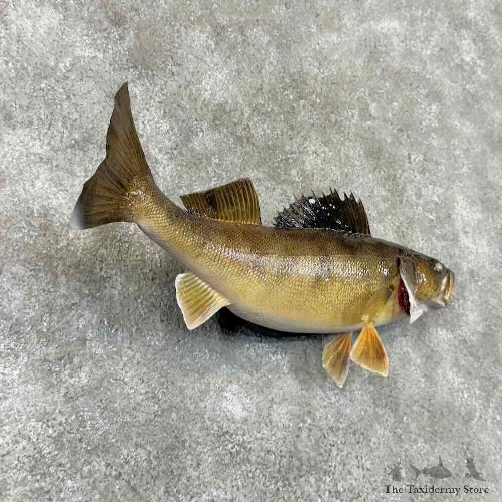 Walleye Fish Mount For Sale #30988 @ The Taxidermy Store
