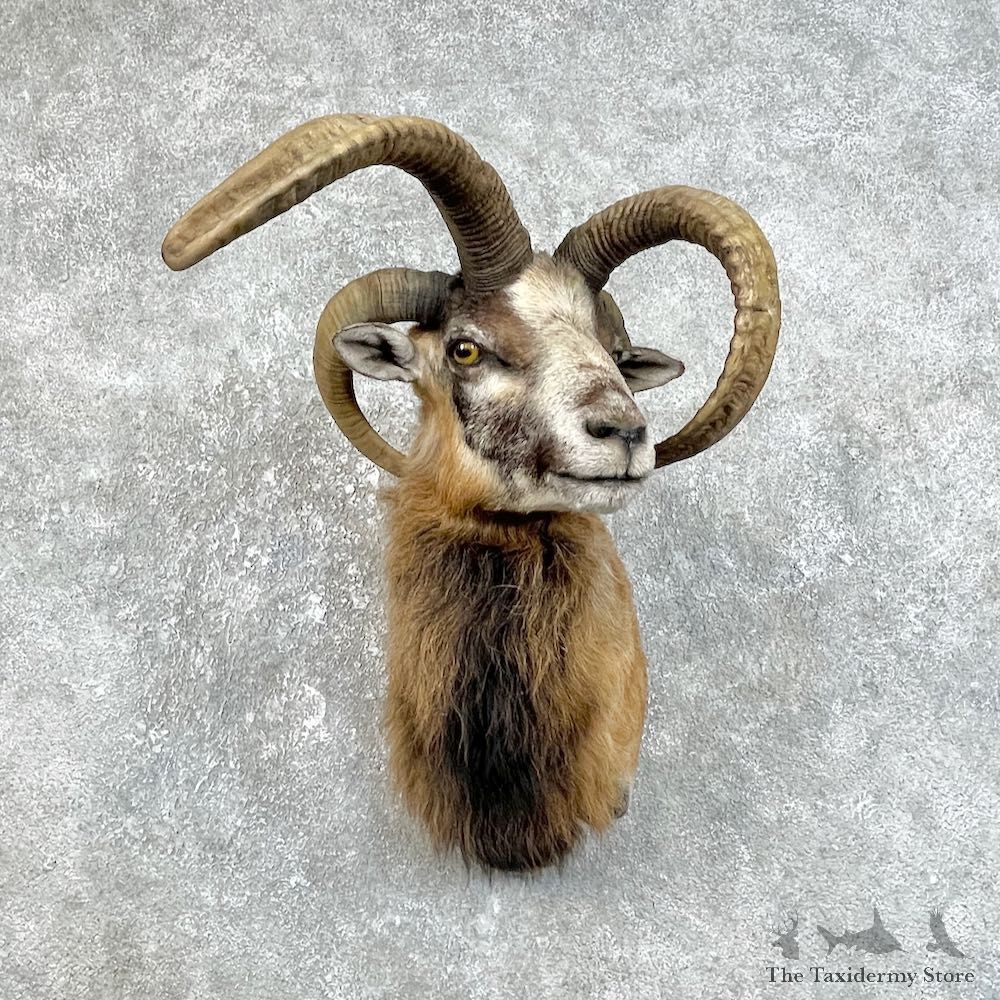 Jacobs Four Horn Ram Taxidermy Mount #25846 For Sale @ The Taxidermy Store