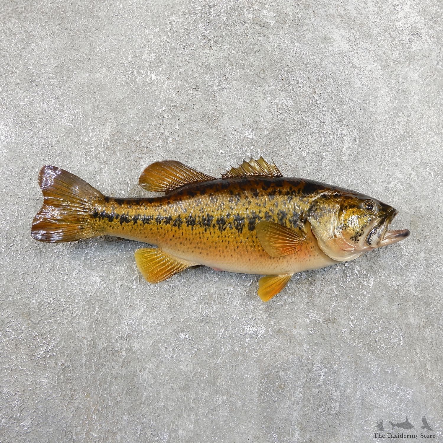 Largemouth Bass Fish Mount For Sale #19685 @ The Taxidermy Store