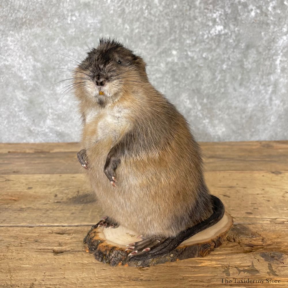 Muskrat Life Size Taxidermy Mount #24960 For Sale @ The Taxidermy Store