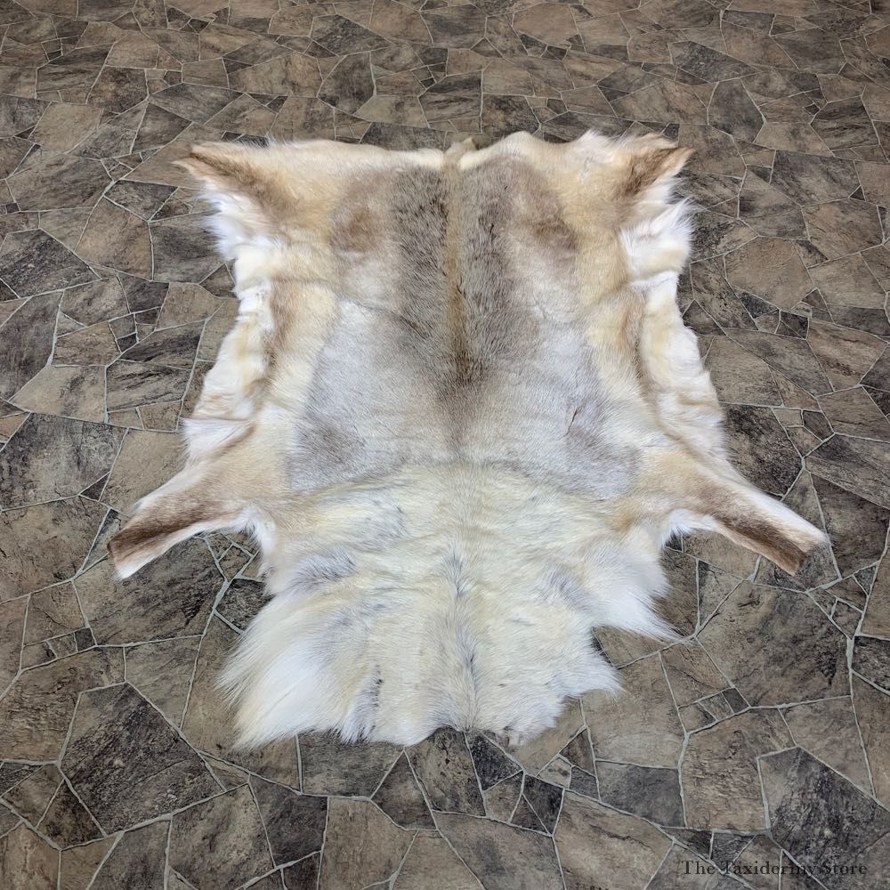 Caribou Taxidermy Rug For Sale #23336 @ The Taxidermy Store