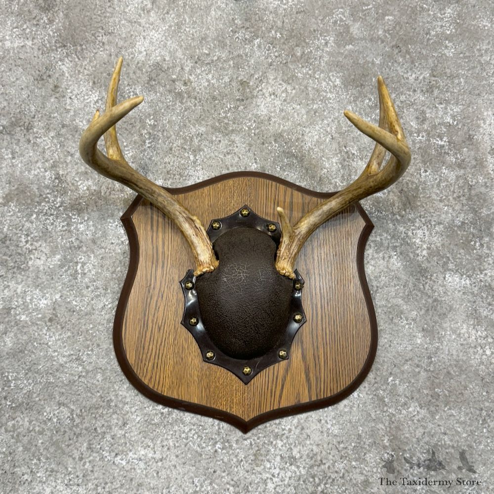 Whitetail Deer Antler Plaque Mount For Sale #29544 @ The Taxidermy Store