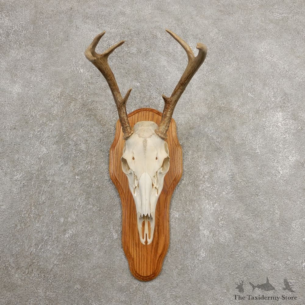 Whitetail Deer Skull European Mount For Sale #20990 @ The Taxidermy Store