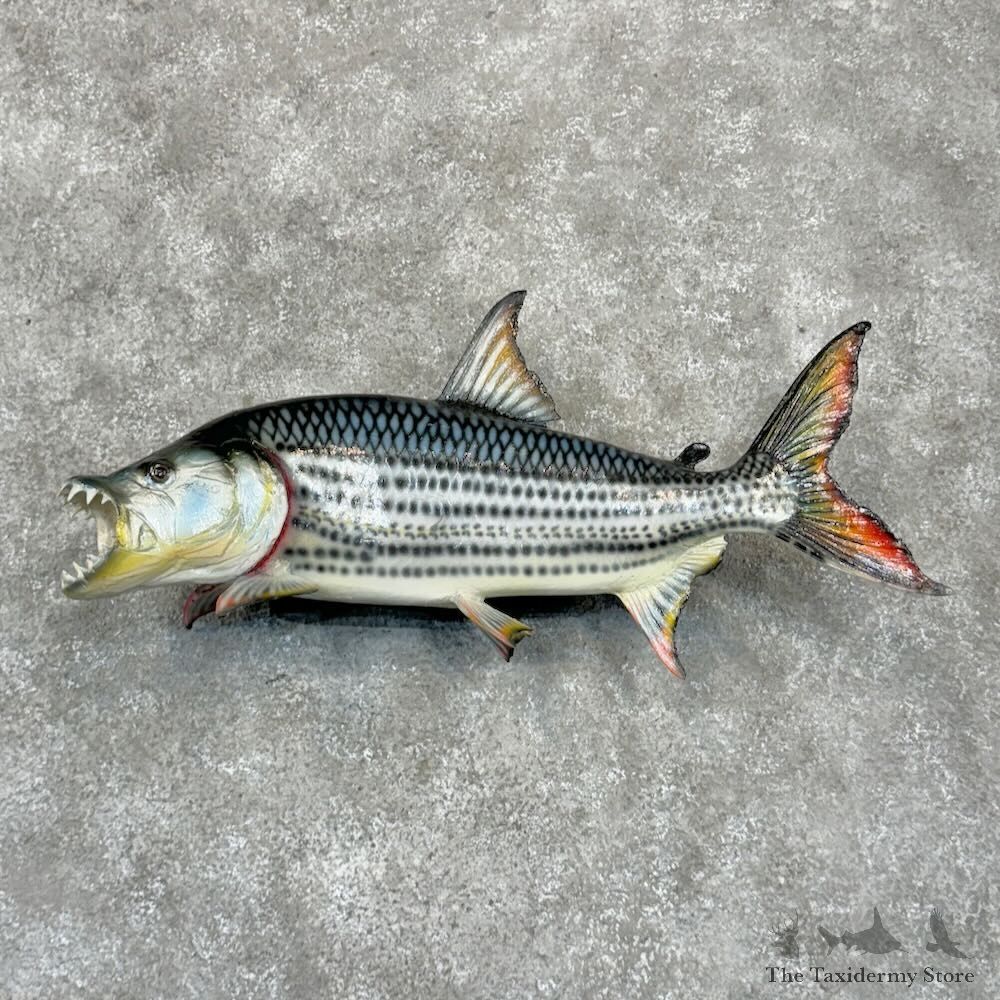 African Tigerfish Mount For Sale #28973 @ The Taxidermy Store