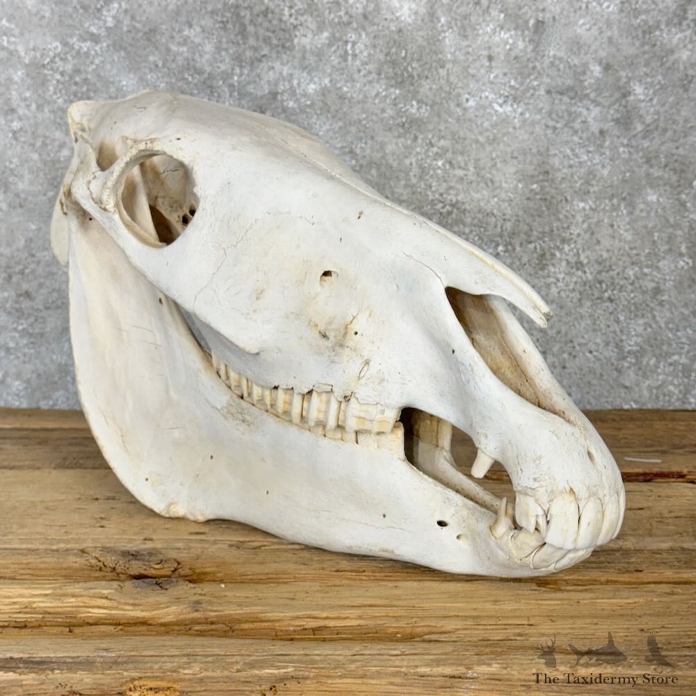 African Burchell's Zebra Skull Mount For Sale #28963 @ The Taxidermy Store