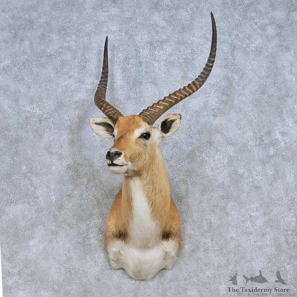 Lechwe Taxidermy Shoulder Mount For Sale #13985 @ The Taxidermy Store