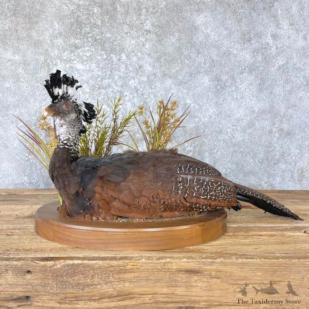 Great Curassow Taxidermy Bird Mount #26645 For Sale @ The Taxidermy Store