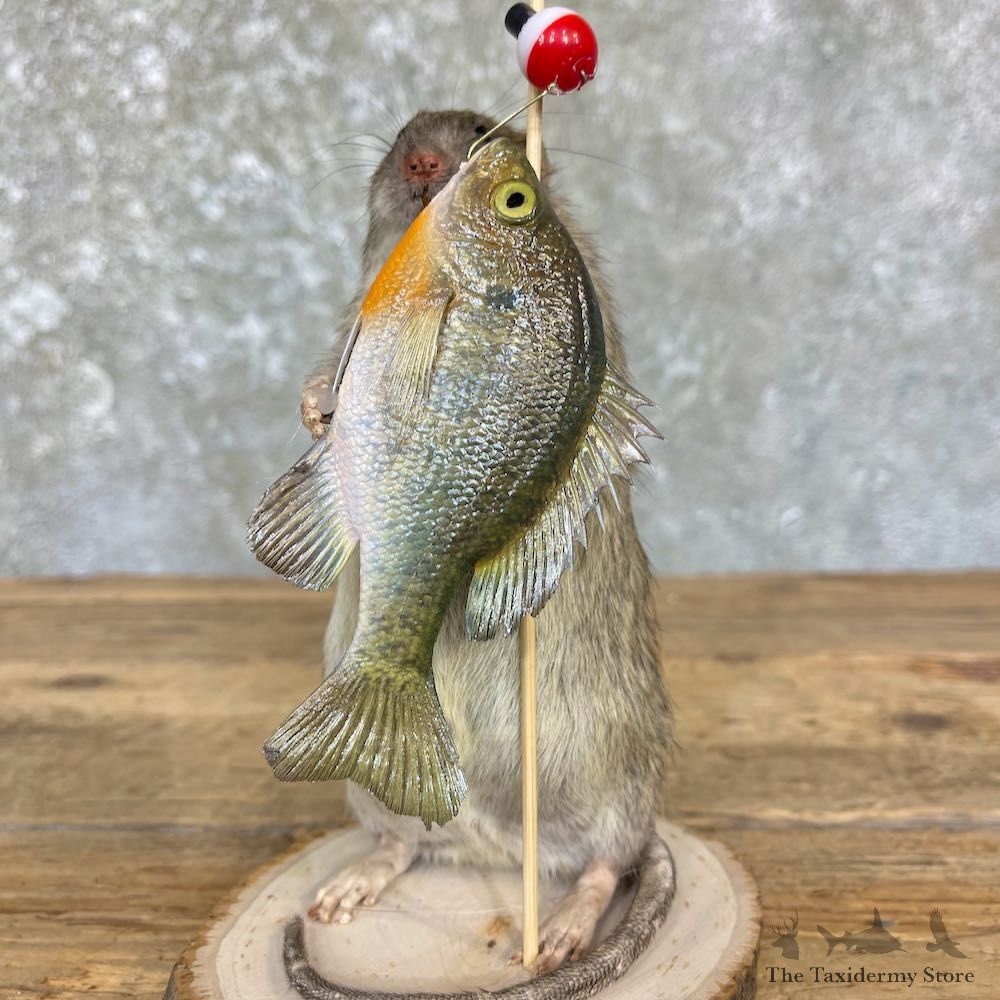 Fishing Rat Novelty Mount For Sale #26385 @ The Taxidermy Store