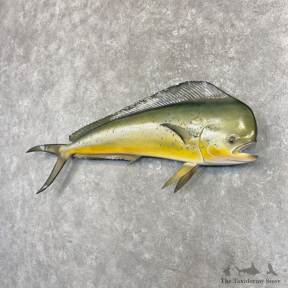 Reproduction Mahi Mahi Fish Mount For Sale #27698 @ The Taxidermy Store