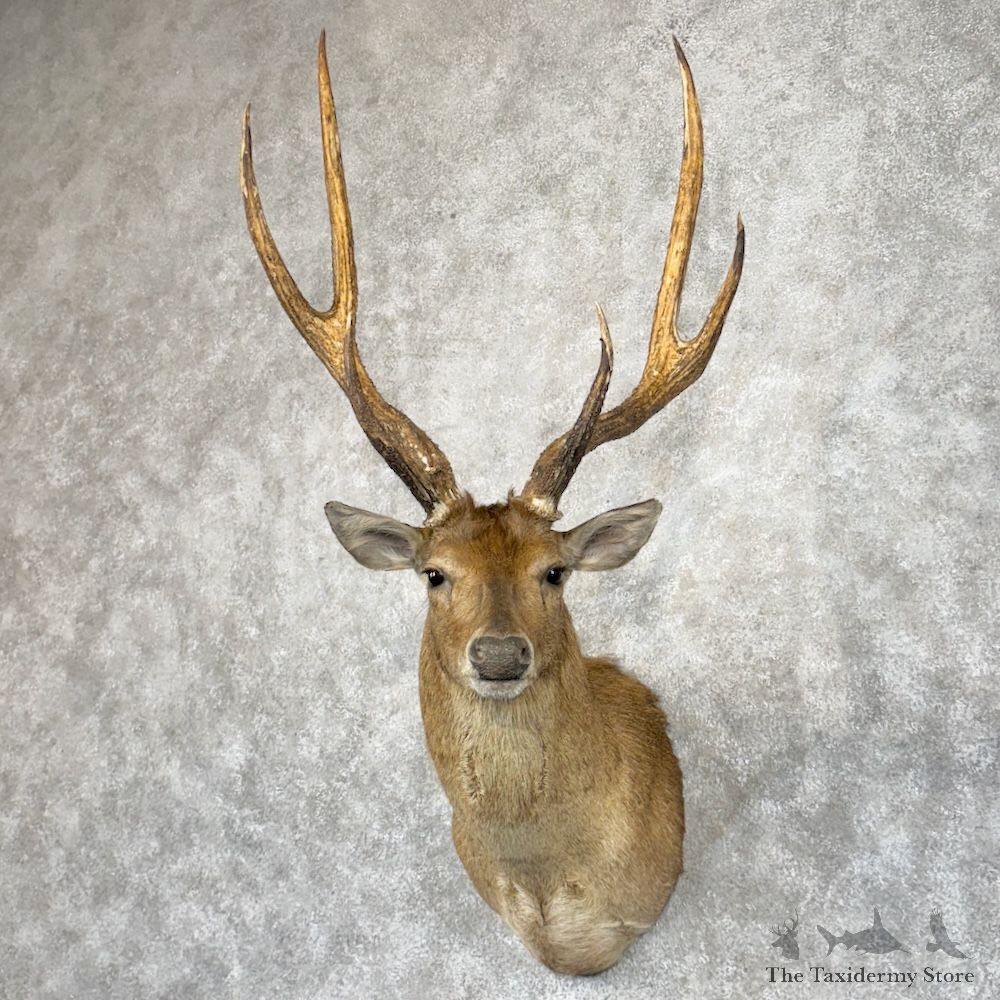 Rusa Deer Shoulder Mount For Sale #29862 @ The Taxidermy Store